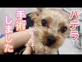 パテラの手術、その後どうなる？術後の経過を追ってみました【犬の膝蓋骨脱臼】