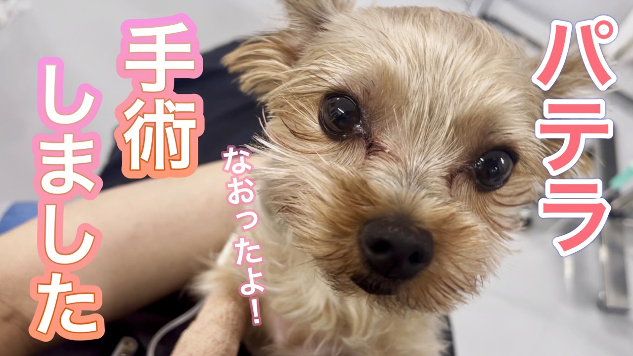 パテラの手術、その後どうなる？術後の経過を追ってみました【犬の膝蓋骨脱臼】