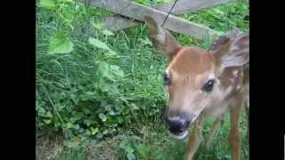 Back Yard Baby Deer