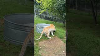 Bubbles? For me? 🐅🫧💦Khaleesi Tiger