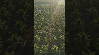 Organic Coconut Farming 🌴 #shorts #coconutfarming #coconut #organicfarming #kana organics #farming