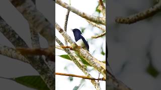 Download Lagu Nyanyian Fajar Burung Gagak-Robin 🌿🎶 MP3