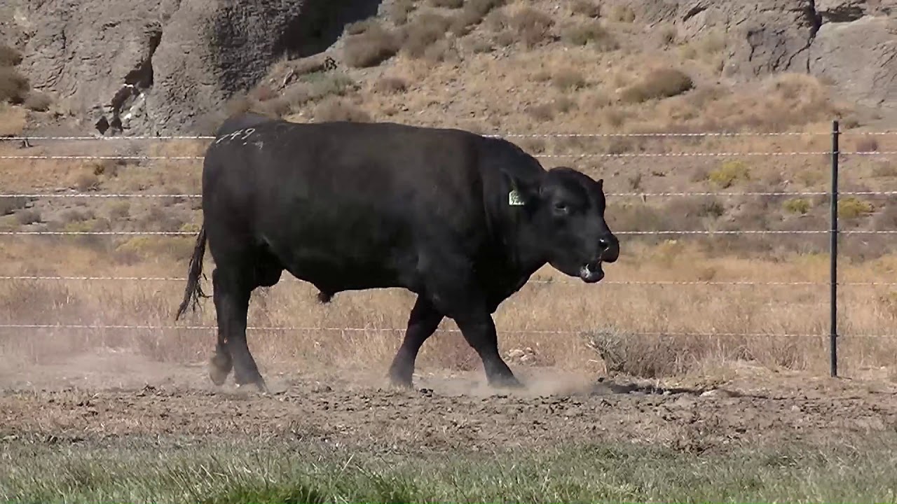 9 Peaks Innovation D749