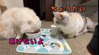 猫達にちゅーるタワーをあげたら大興奮してこうなりまた