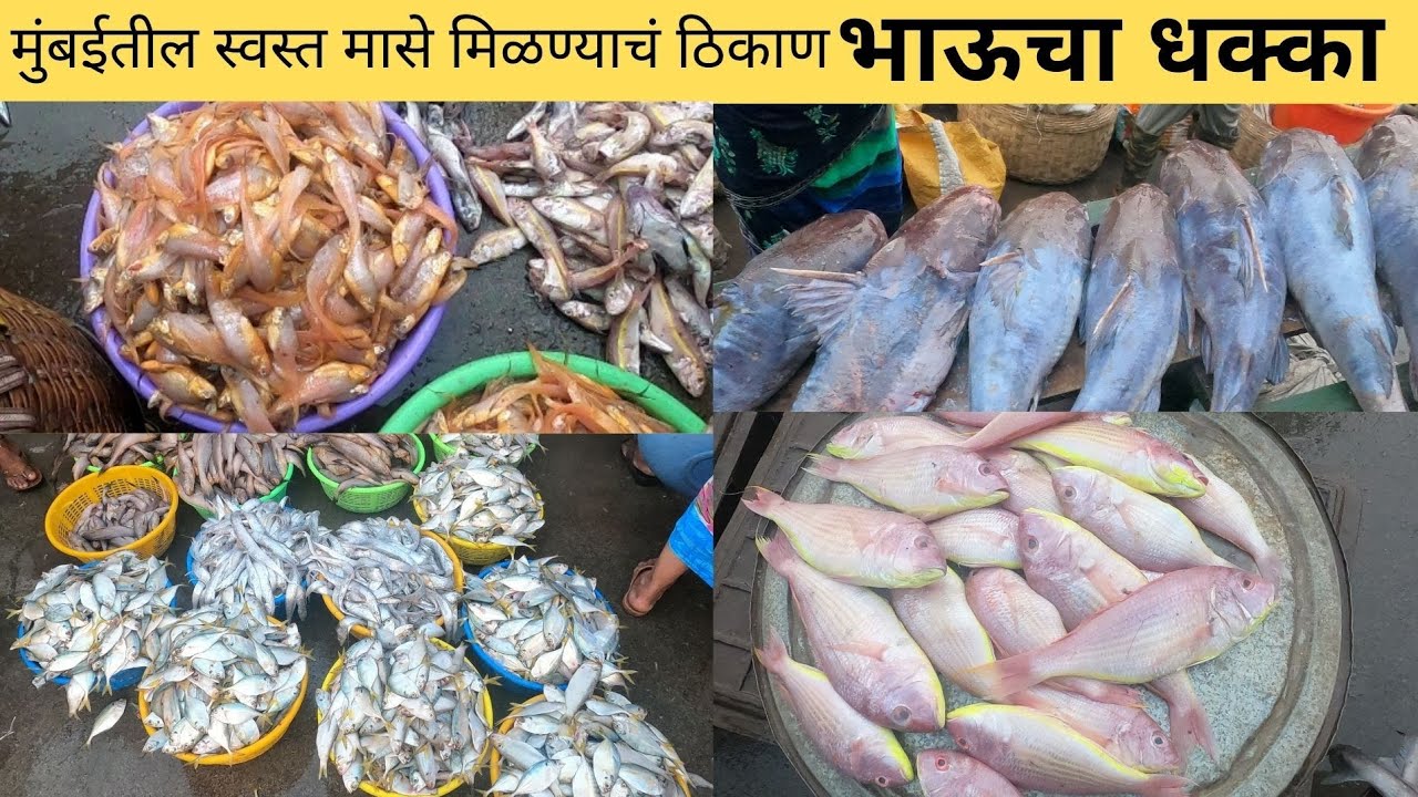 Bhaucha Dhakka !मुंबईतील स्वस्त माशाचे मार्केट ! Fish market ! Big fish