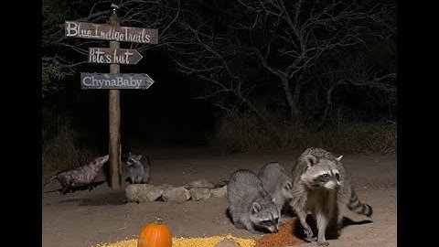 BlueIndigoTrails is live!🎃🍎🦝