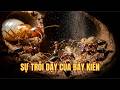 Điều gì xảy ra khi bầy kiến quyết định "lật đổ" thế giới ngầm?