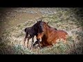 Birth of a Wild Mustang 2018