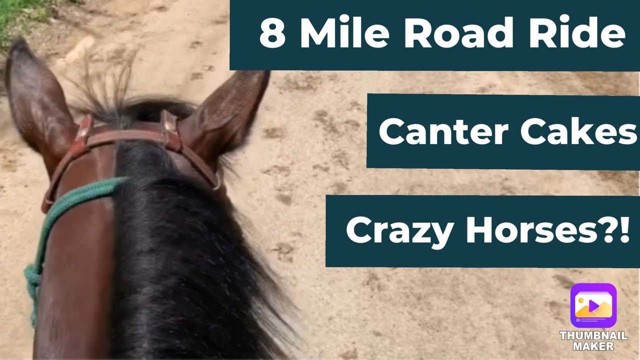 Gourmet Horse Treat Recipe + 8 Mile Road Ride! YouTube