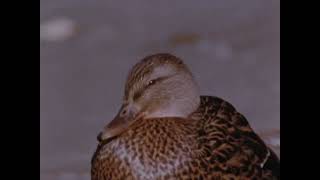 Hinterland Whos Who: The Mallard Duck @NationalFilmBoardFan