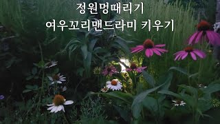 정원멍때리기 여우꼬리맨드라미 키우기