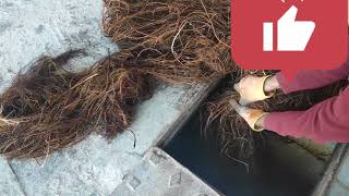 Watch roots in penetrating reservoir شاهد جذور شجرة الفكس و قوتها في اختراق خزان ماء