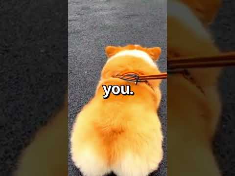 Video: Denne hunden skrev et kjærlighetsbrev når hans beste venn gikk sakte, resultatet? Bedårende