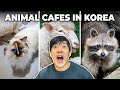 I went to animal cafes in korea