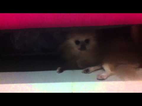 Morning Our Beloved Bee Bie Part 1 (03/08/12)