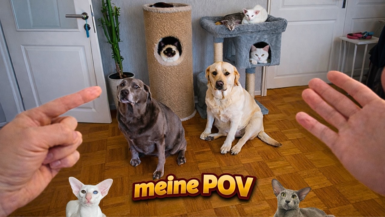 POV: Leben mit 4 Hunden & 15 Katzen… und zwei müssen abnehmen 😭| Das ist mein Zoo