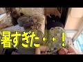 【那須→長瀞】暑すぎてダウン寸前…キャンピングカーのエアコンで生き返った犬達との夏旅