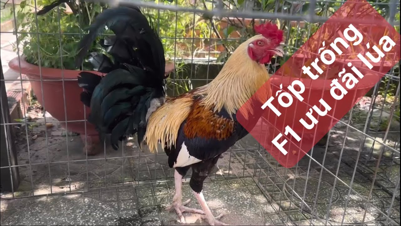 Trại gà mỹ nam phát, tốp trống F1 ưu đãi ngày 14 tháng 7, 2025 083.888.2228-033.5555.339