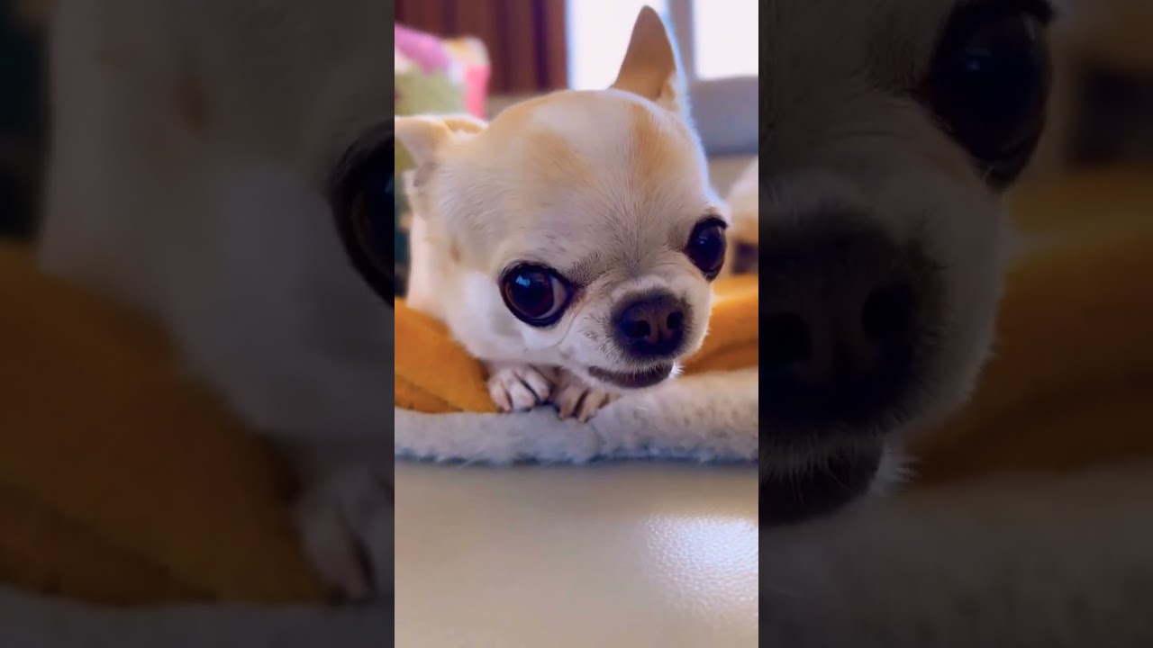Cute angry Chihuahua Puppy ❤️❤️ #chihuahua #OwnPetz #cutepuppy #doglovers #shorts