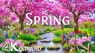 April 2026 Spring - Flowers 4K🌸 A Blooming Paradise Where Every Frame Feels Like a Dream screenshot 1
