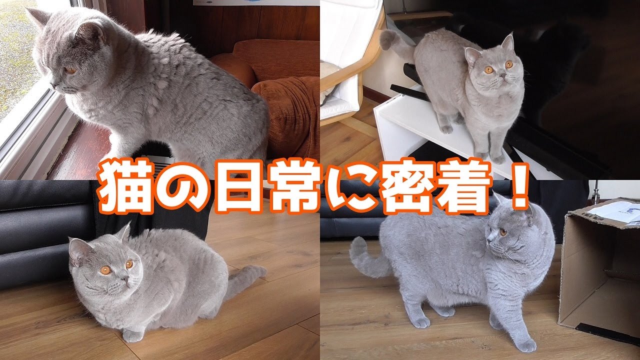 毎日何をしているの かわいい猫の穏やかな日常vlog ブリティッシュショートヘア Youtube