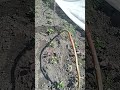 Урожай перцю буде обов'язково.