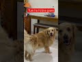 Teri ore | Cutest bonding | pure love | #shotrs #viral #cute #purelove