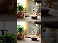 What will my cats do off my sight? #cat #貓咪日常 #catshorts #funny #貓跳台 #catvideos #memes #cats #cute
