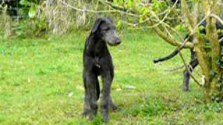 Breesfalt Deerhounds