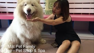 Alaska hay Gấu trắng?? To xác mà bày đặt dỗi hờn nữa chứ - Yêu quá đi thôi  - Mật Pet Family