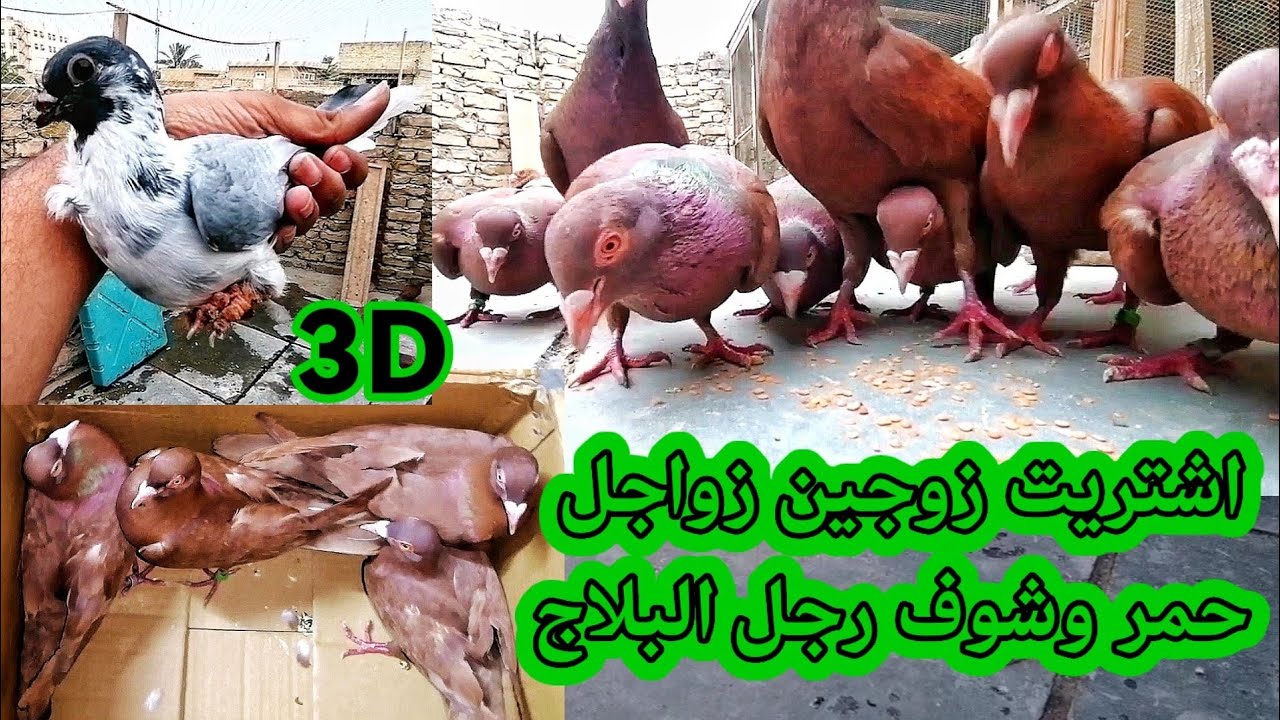 يوميات_سطح اشتريت زوجين طيور والرفلي بلاج وهي رجليه # حمر ارافل