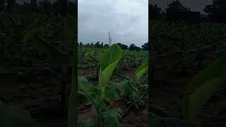 Jayeshbhai upaddyay. Banana farm