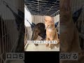 ビビり猫の慣らし特訓‼️ #保護猫