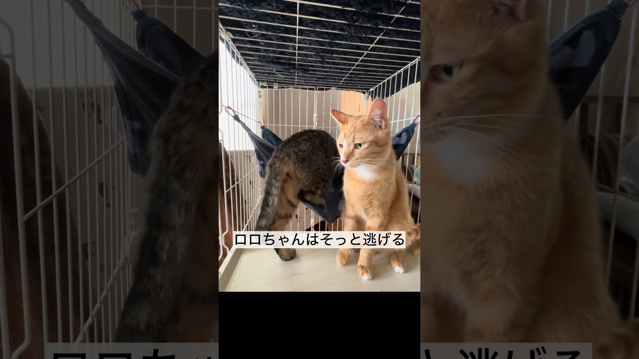 ビビり猫の慣らし特訓‼️ #保護猫