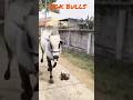 Running with my Bull #beta #cow