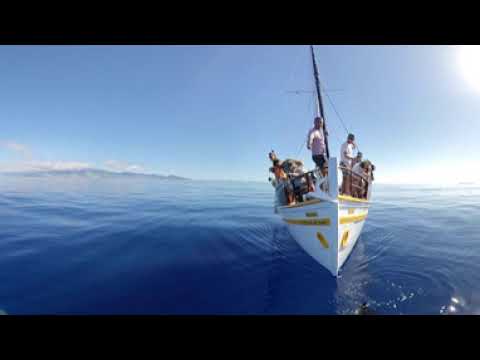 Whale watching in 360 VR