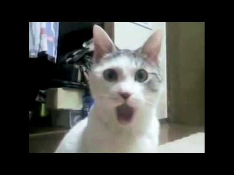 shocked-cat---omg-face!