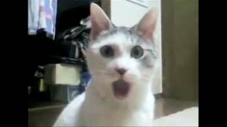 Shocked Cat - OMG face!