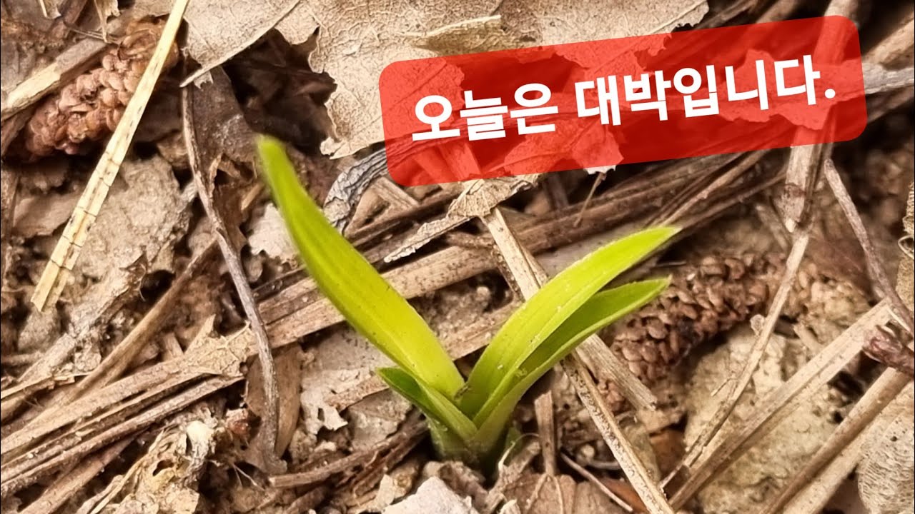 금요일 #대박#무늬종#춘란산행 입니다.