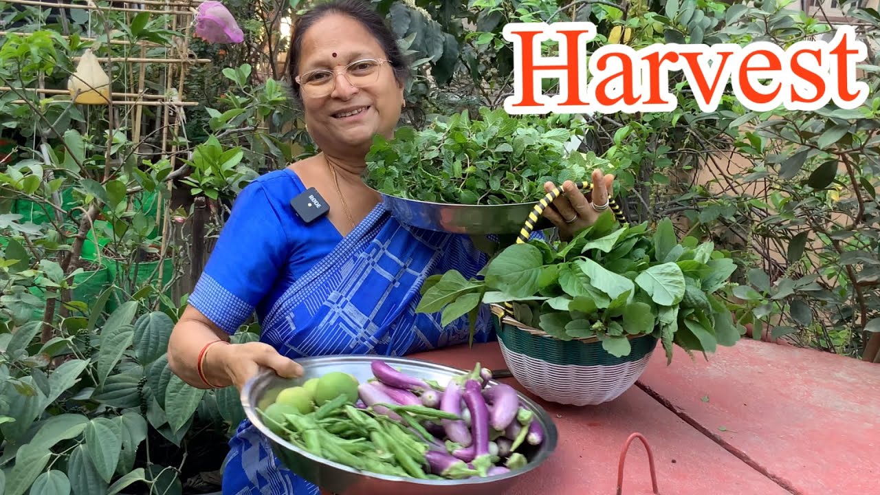 చిక్కుడుకాయలు వంకాయలు తోటకూర పుదీనా కోసుకుందామా