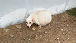 Poor Pregnant Dog Was Chased, Ran Away, Was Stressed, And Cowered Into a Corner in Fear