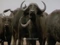 3 Lions vs 300 Buffalo