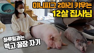 집에서 돼지 키우는 12살 집사님: 미니피그가 꽤 크네요