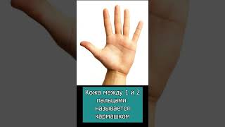 Кожа между 1 и 2 пальцем называется кармашком