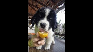 İlk Defa Limon Yalayan Yavru Köpek