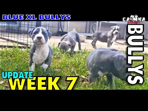 Extreme American Bully Pups , K-2 Meets K-2 🦍 #fypシ #puppies #puppy #