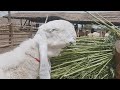 Kamori sheep farm  complete documentary