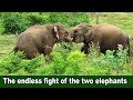 The endless fight of the two elephants | दो हाथियों की अंतहीन लड़ाई