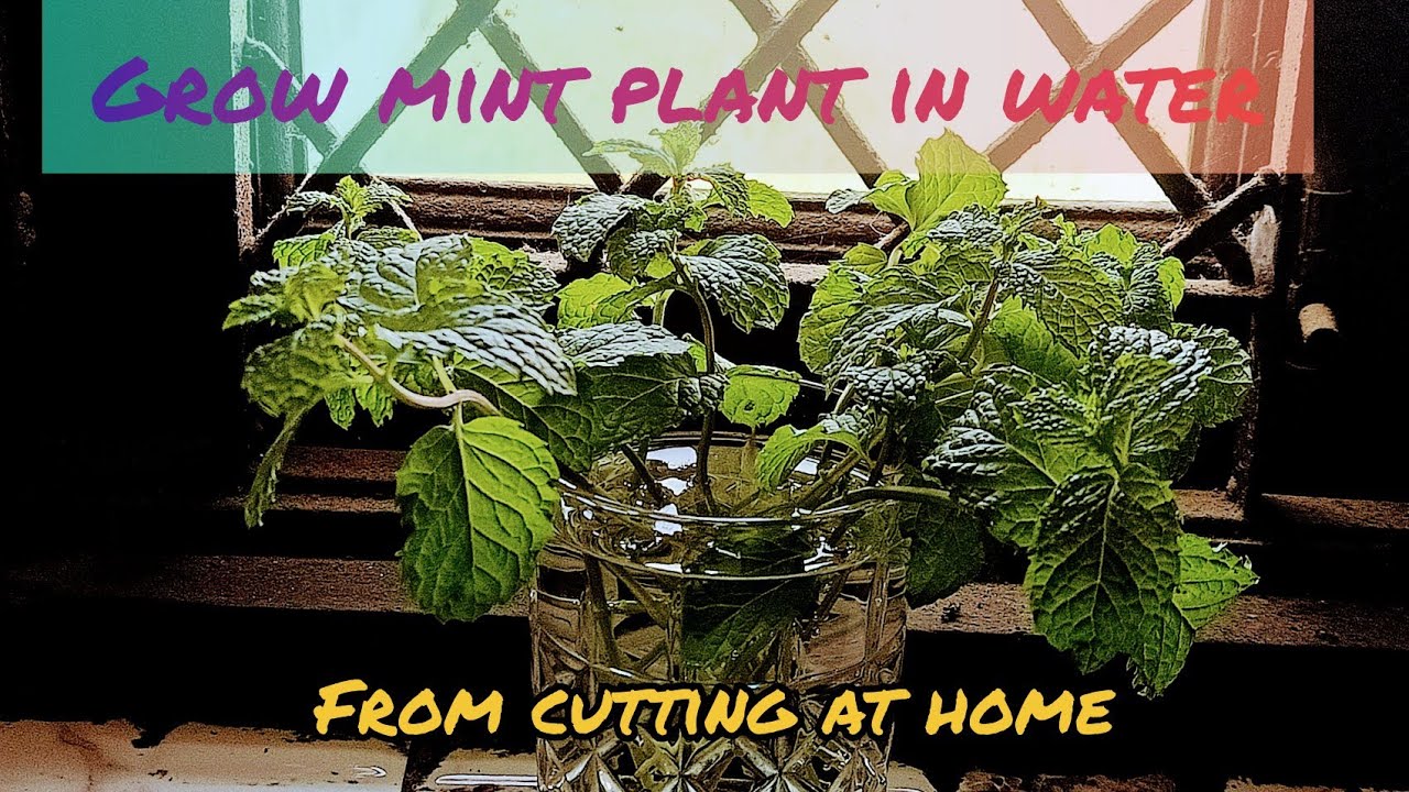 Grow mint in water/how to grow mint plant in water from cutting at home