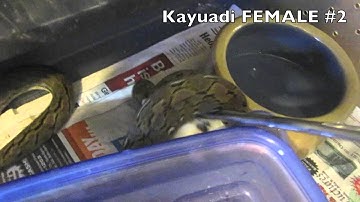 Feeding Kayuadi Superdwarf Reticulated Pythons on 11/27/2011
